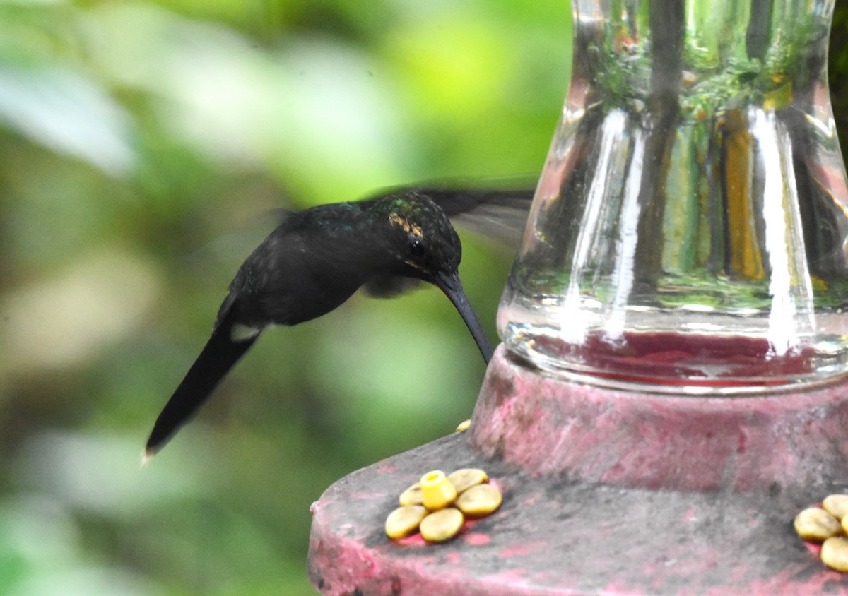 White-whiskered Hermit - ML620515616