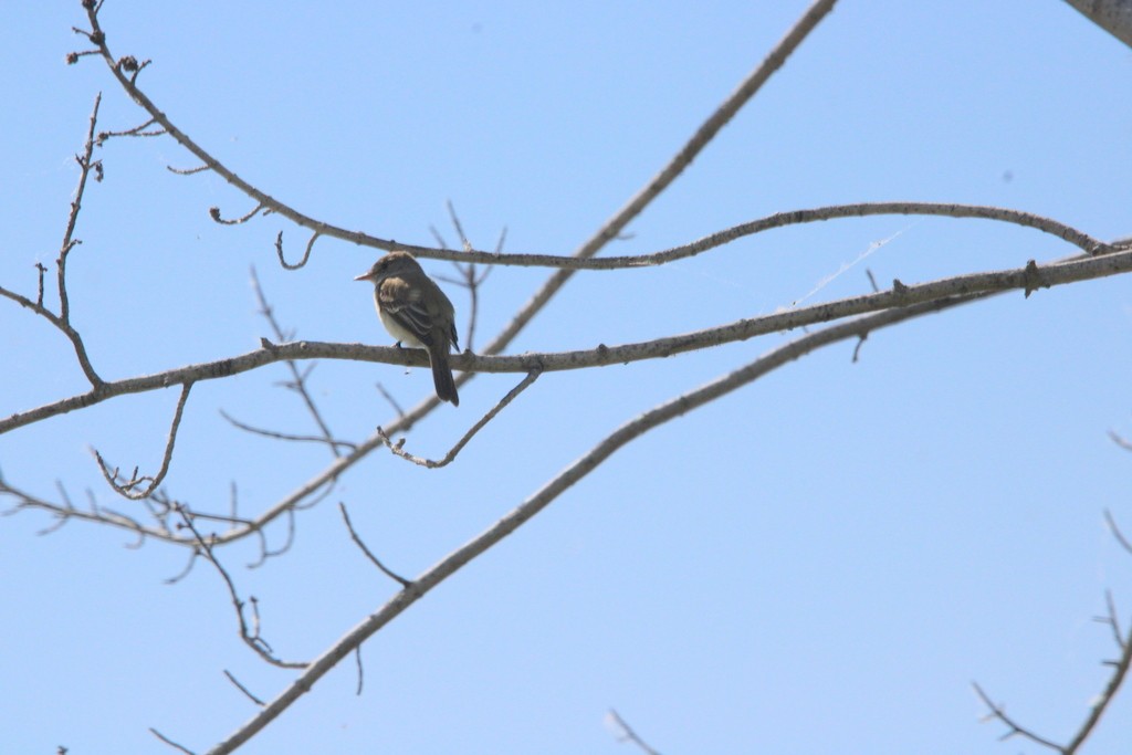 Willow Flycatcher - ML620515619