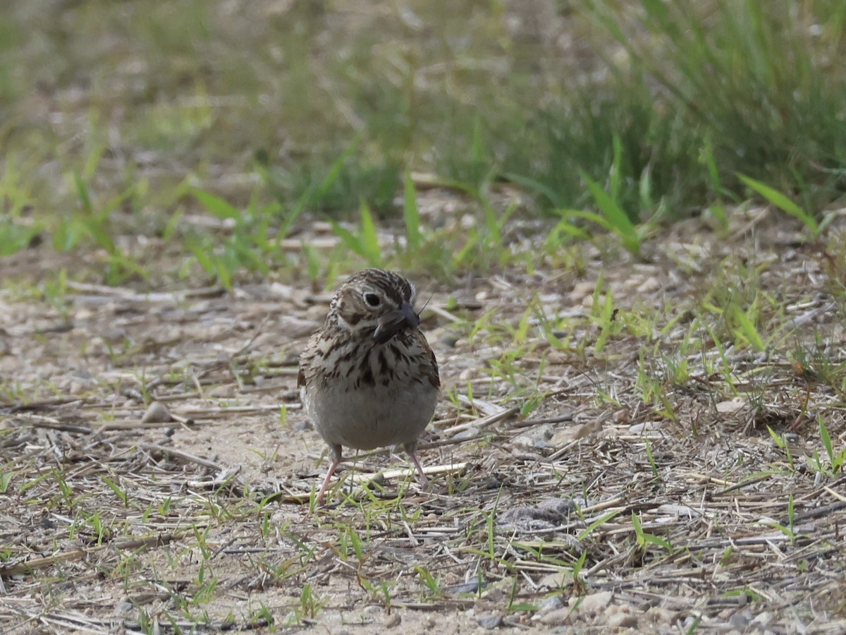 Vesper Sparrow - ML620515620