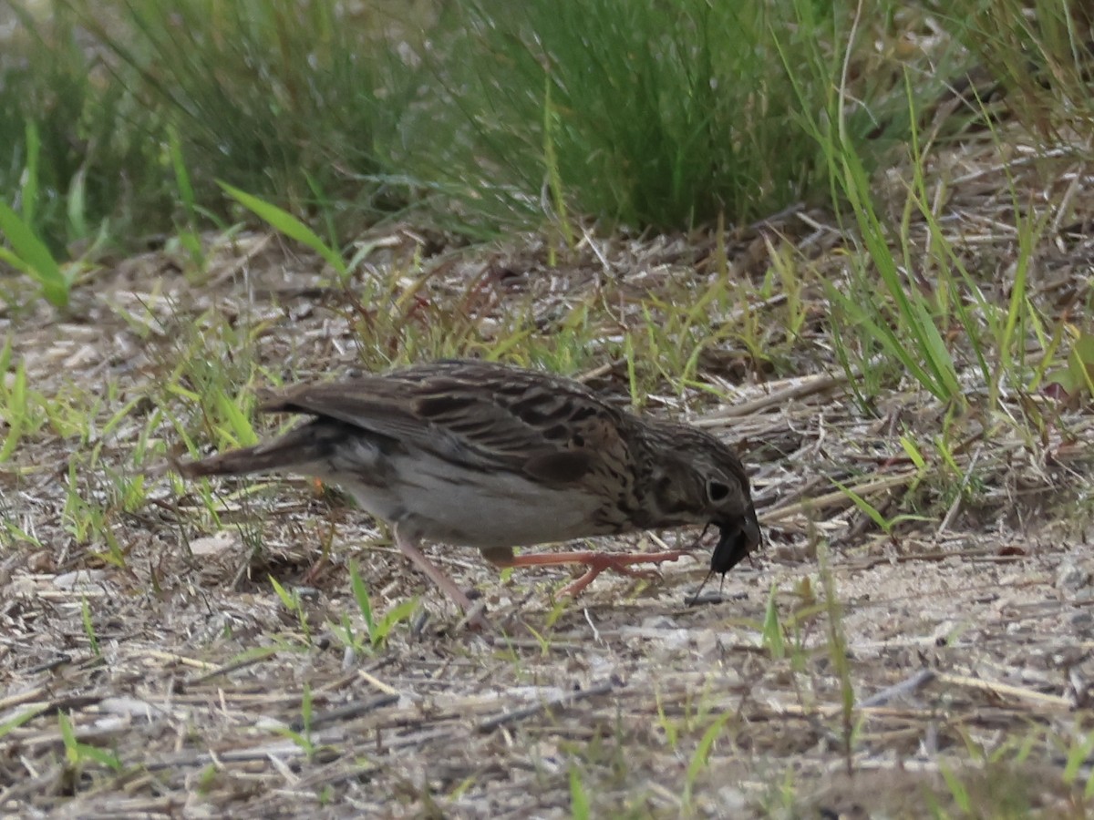 Vesper Sparrow - ML620515621