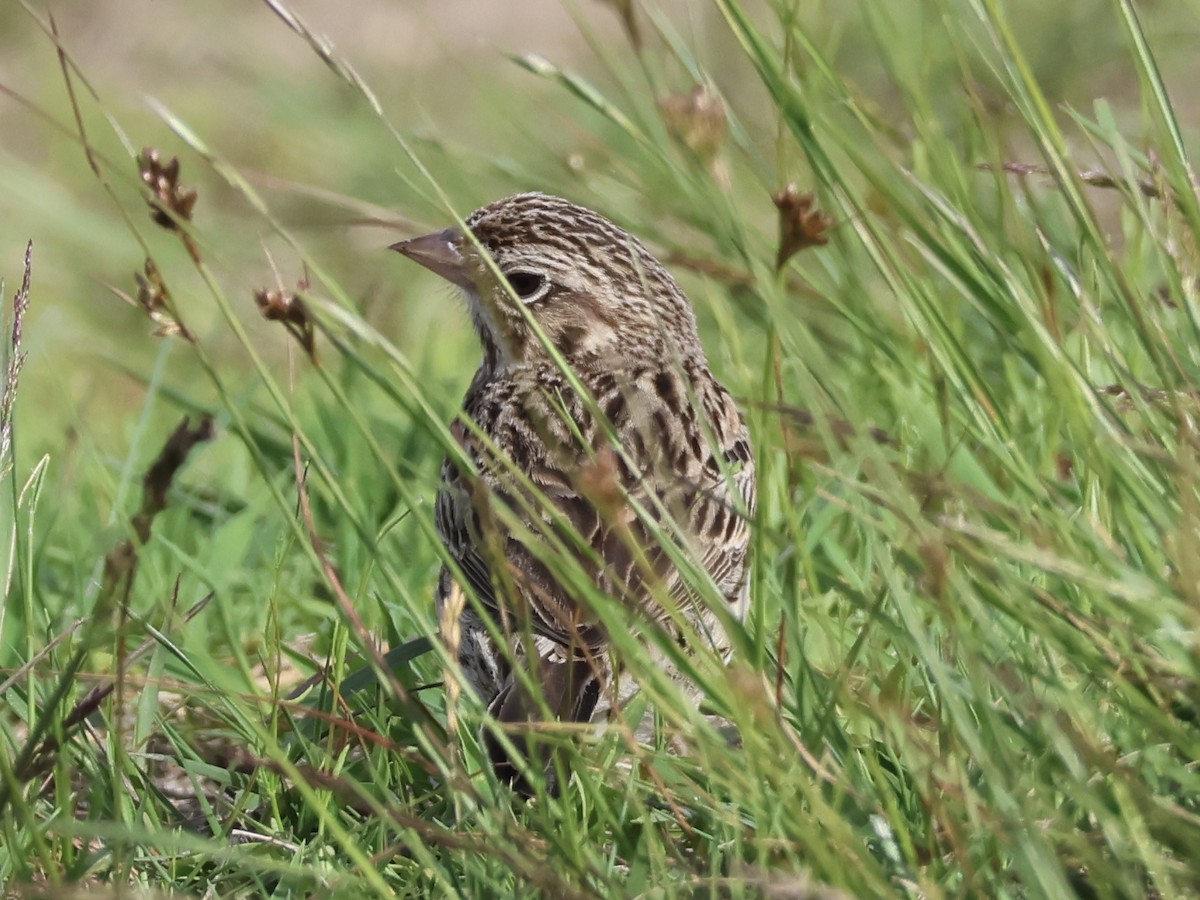 Vesper Sparrow - ML620515623