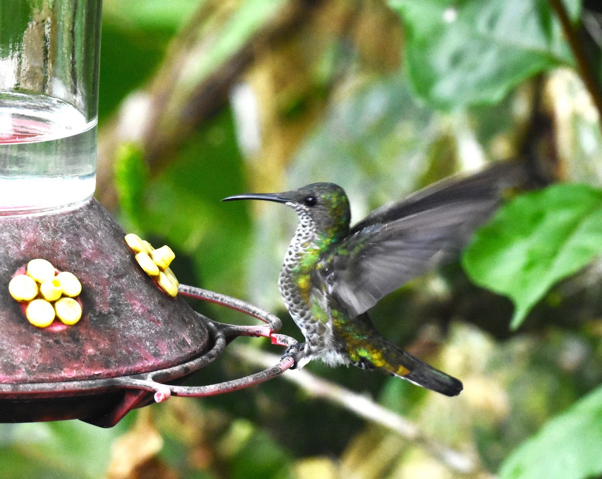 Black-throated Mango (Ecuadorian) - ML620515629