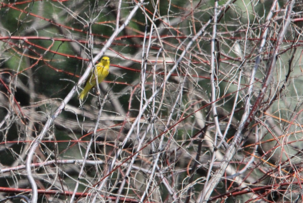 Yellow Warbler - ML620515630