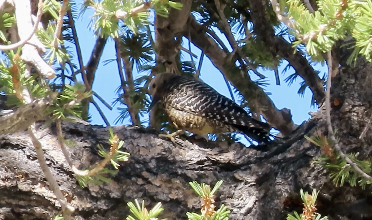 Williamson's Sapsucker - ML620515632