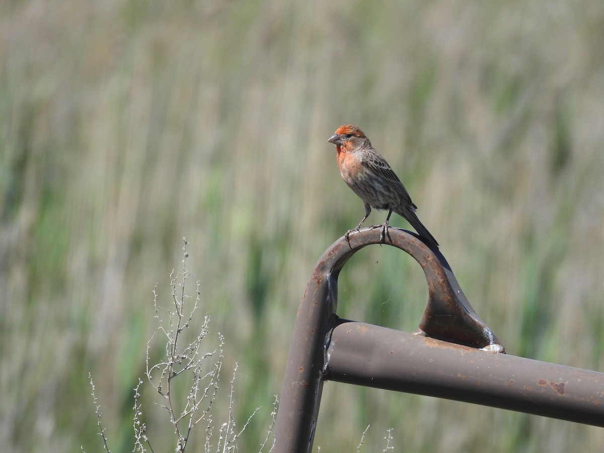 House Finch - ML620515635