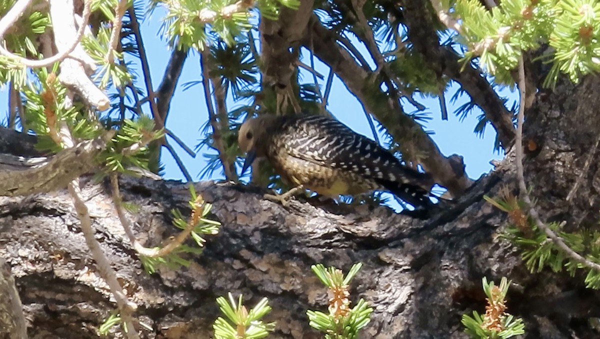 Williamson's Sapsucker - ML620515636