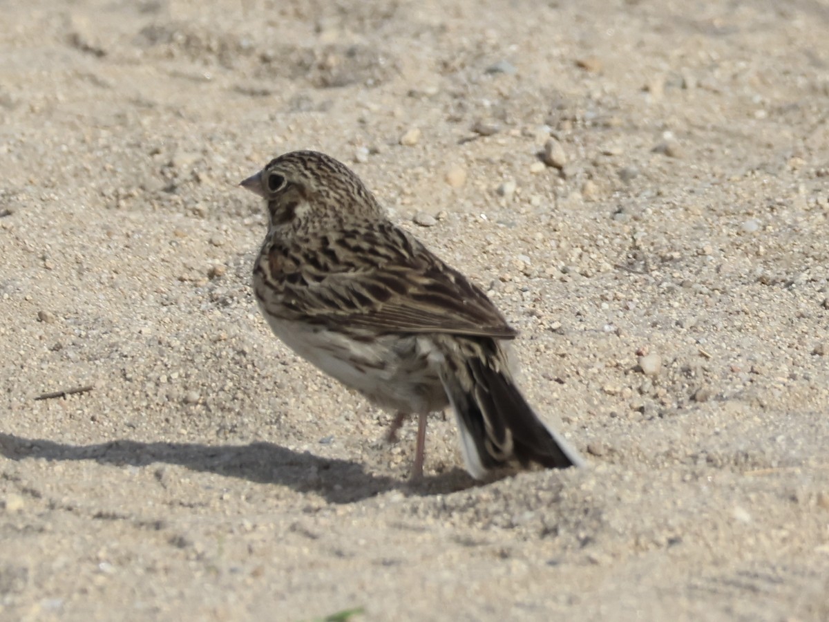 Vesper Sparrow - ML620515637