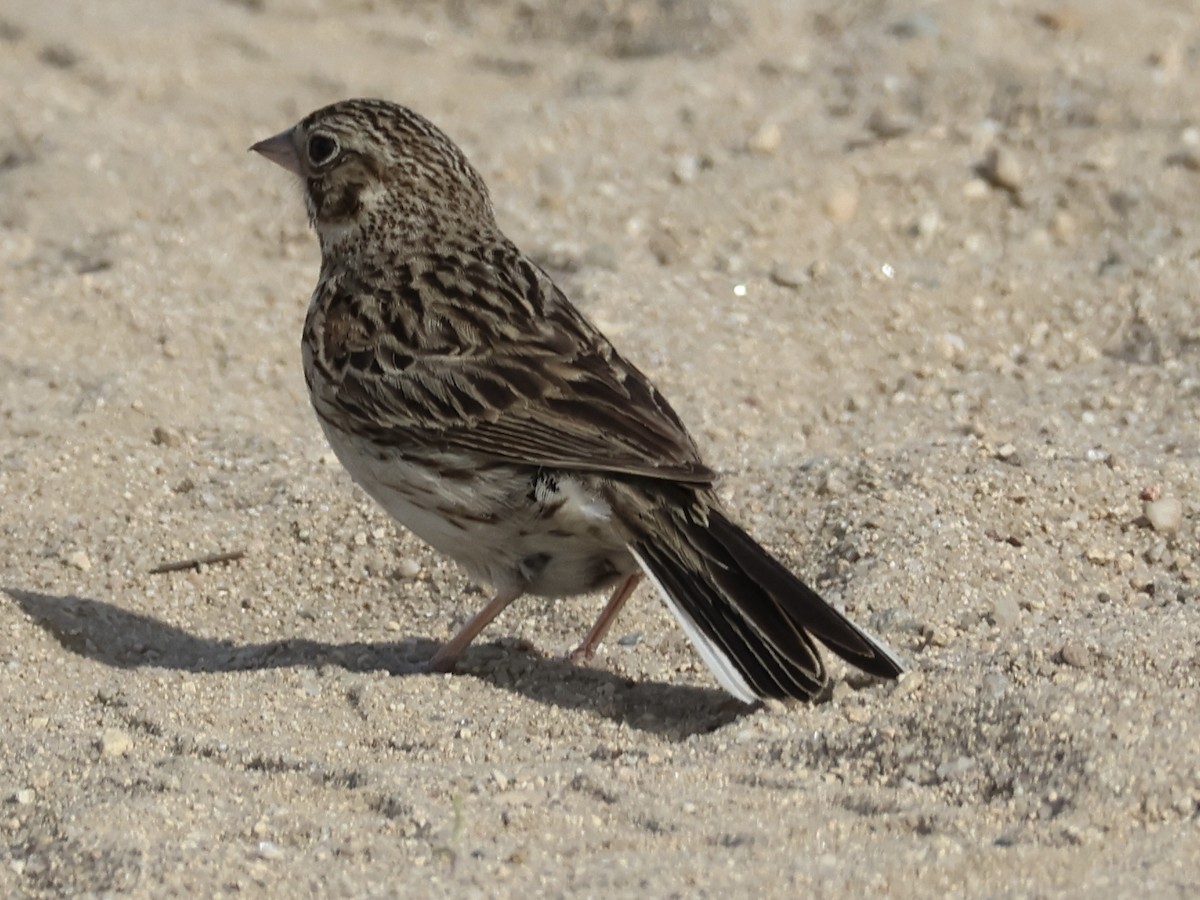 Vesper Sparrow - ML620515638