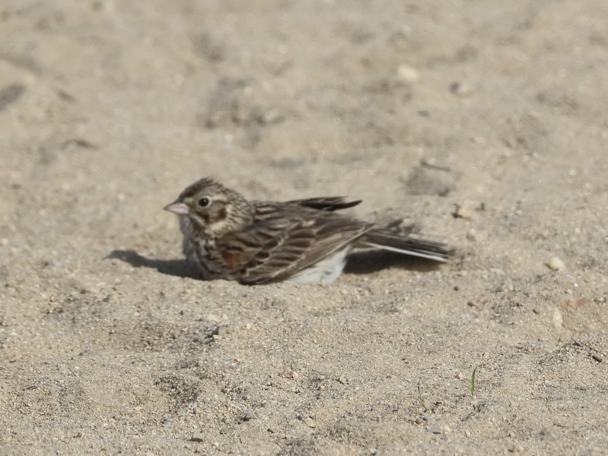 Vesper Sparrow - ML620515643