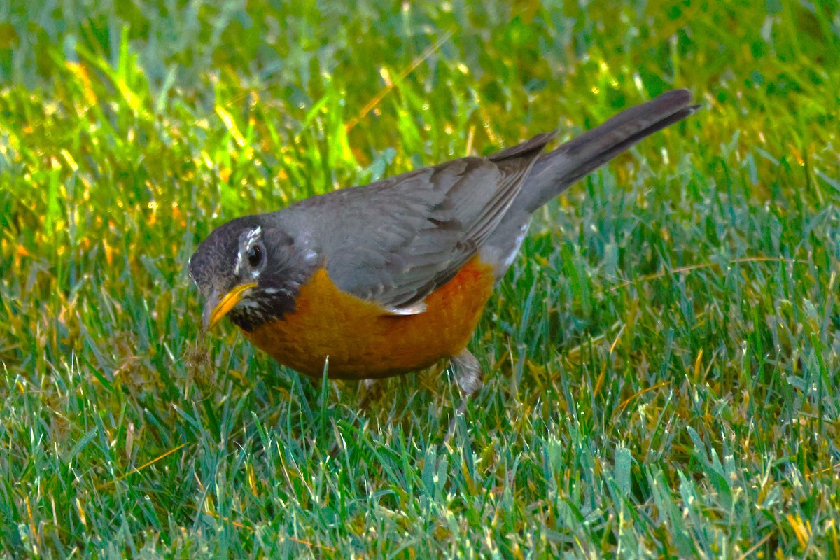 American Robin - ML620515644