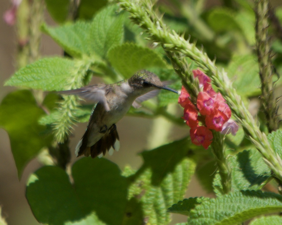 Ruby-throated Hummingbird - ML620515646