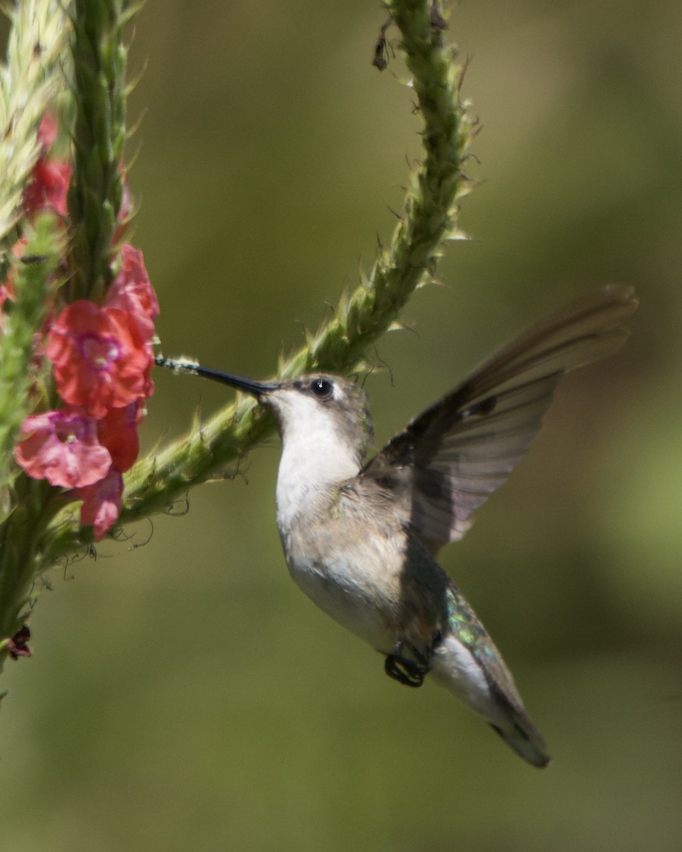 Ruby-throated Hummingbird - ML620515647