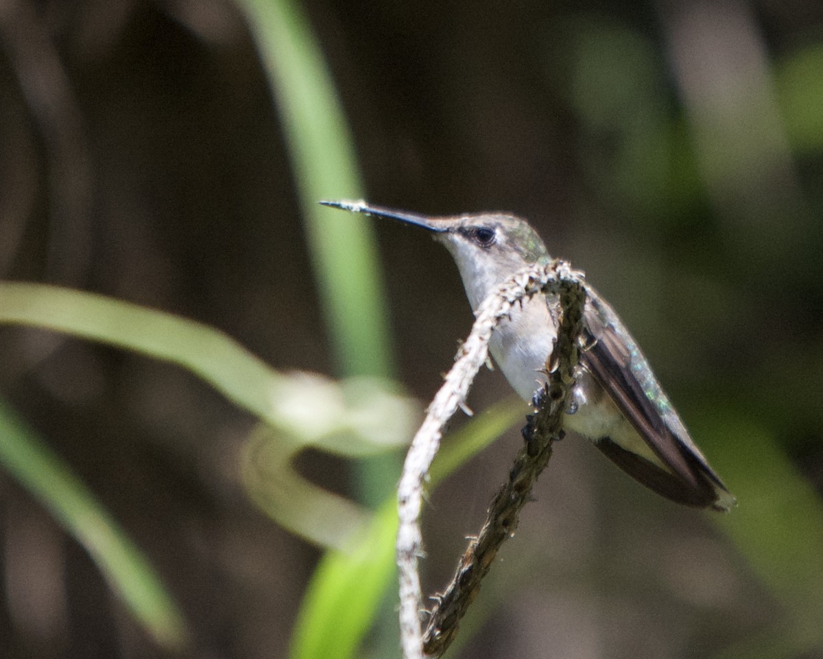 Colibrí Gorjirrubí - ML620515648