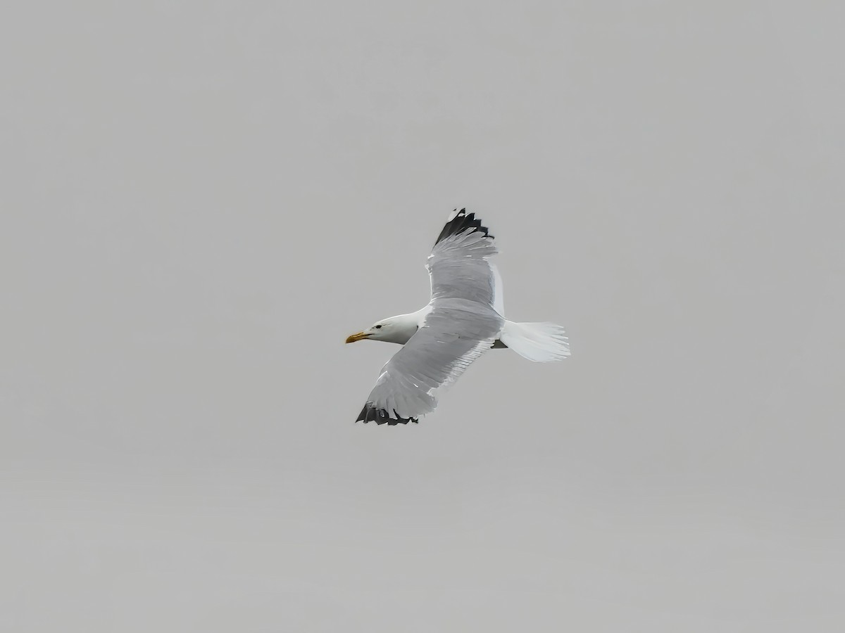 Herring Gull (Mongolian) - ML620515649