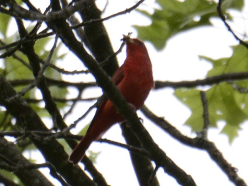 Summer Tanager - ML620515653