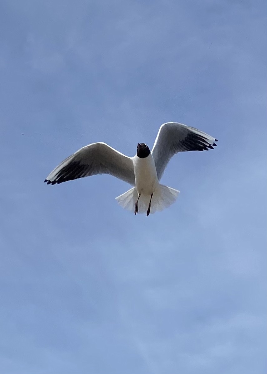 Gaviota Reidora - ML620515656