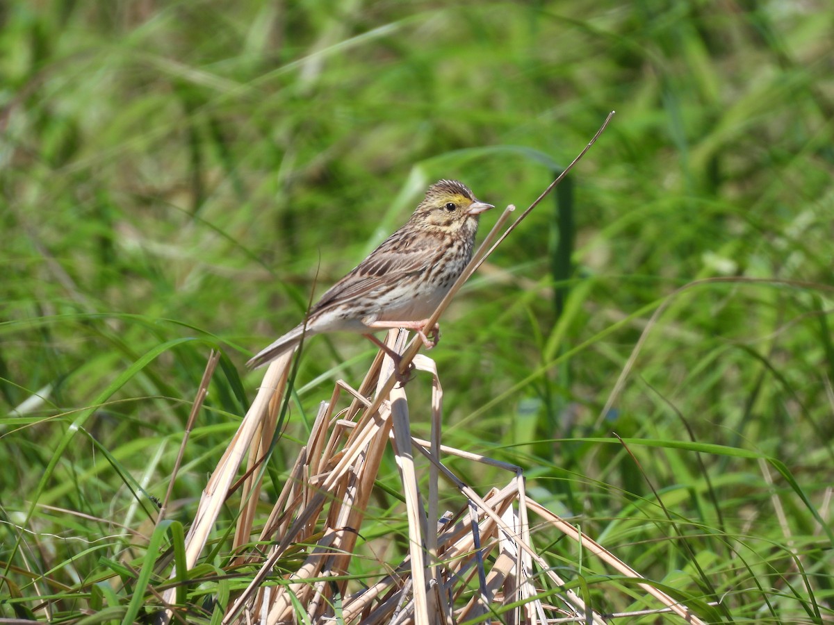 Savannah Sparrow - ML620515660