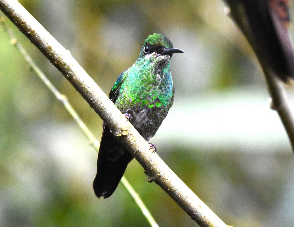 Green-crowned Brilliant - ML620515661