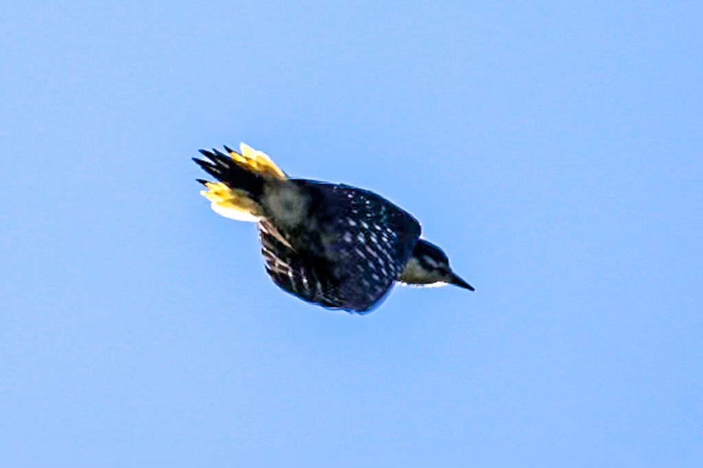 Black-backed Woodpecker - ML620515666