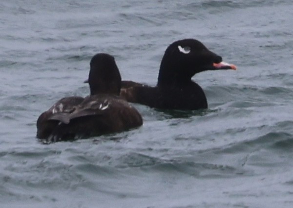 Surf Scoter - ML620515667