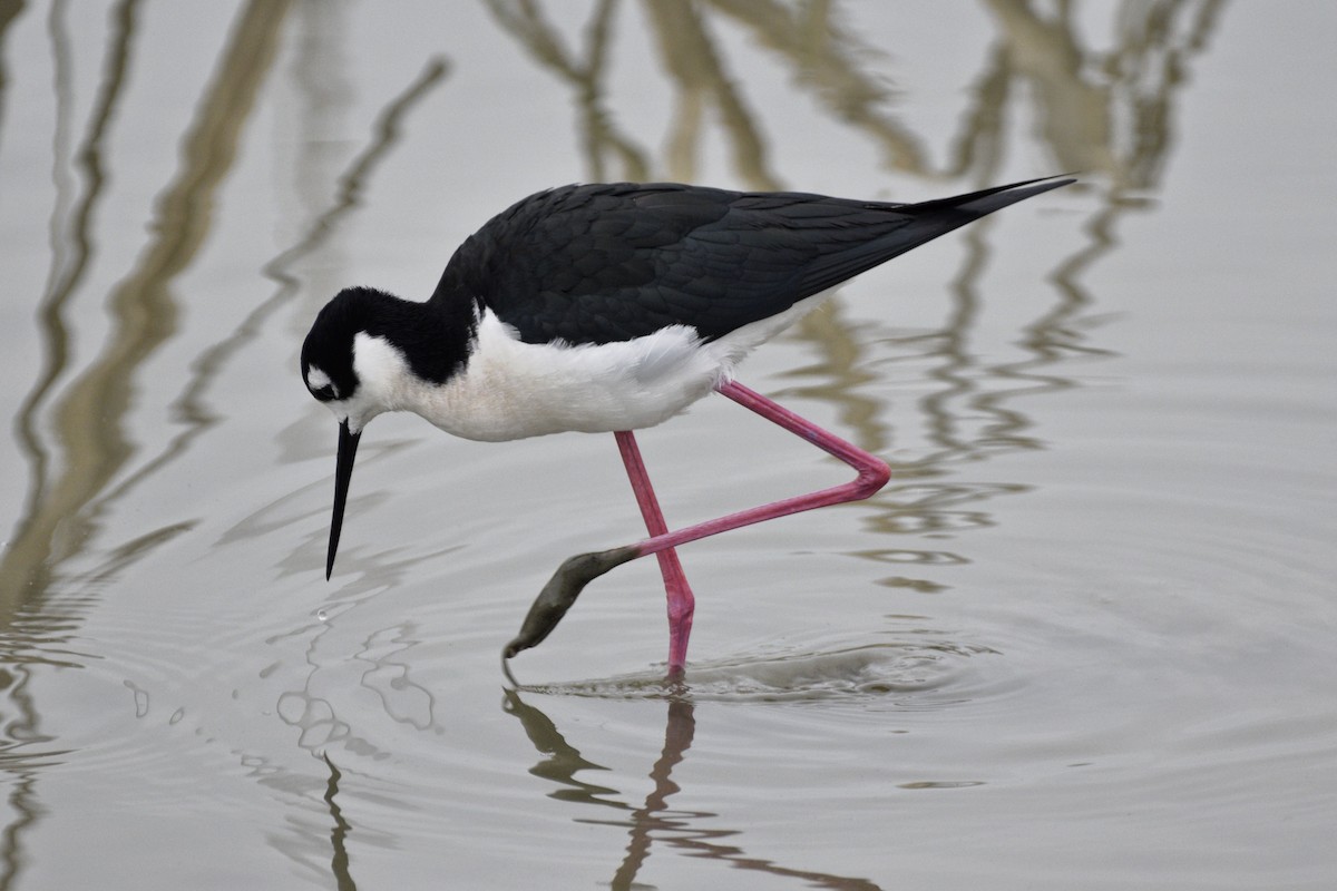 Black-necked Stilt - ML620515675