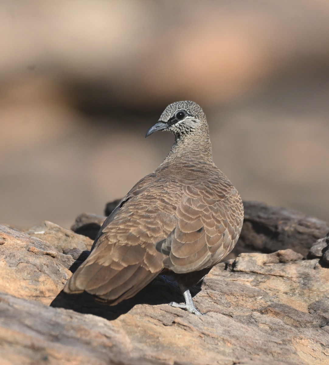 White-quilled Rock-Pigeon - ML620515684