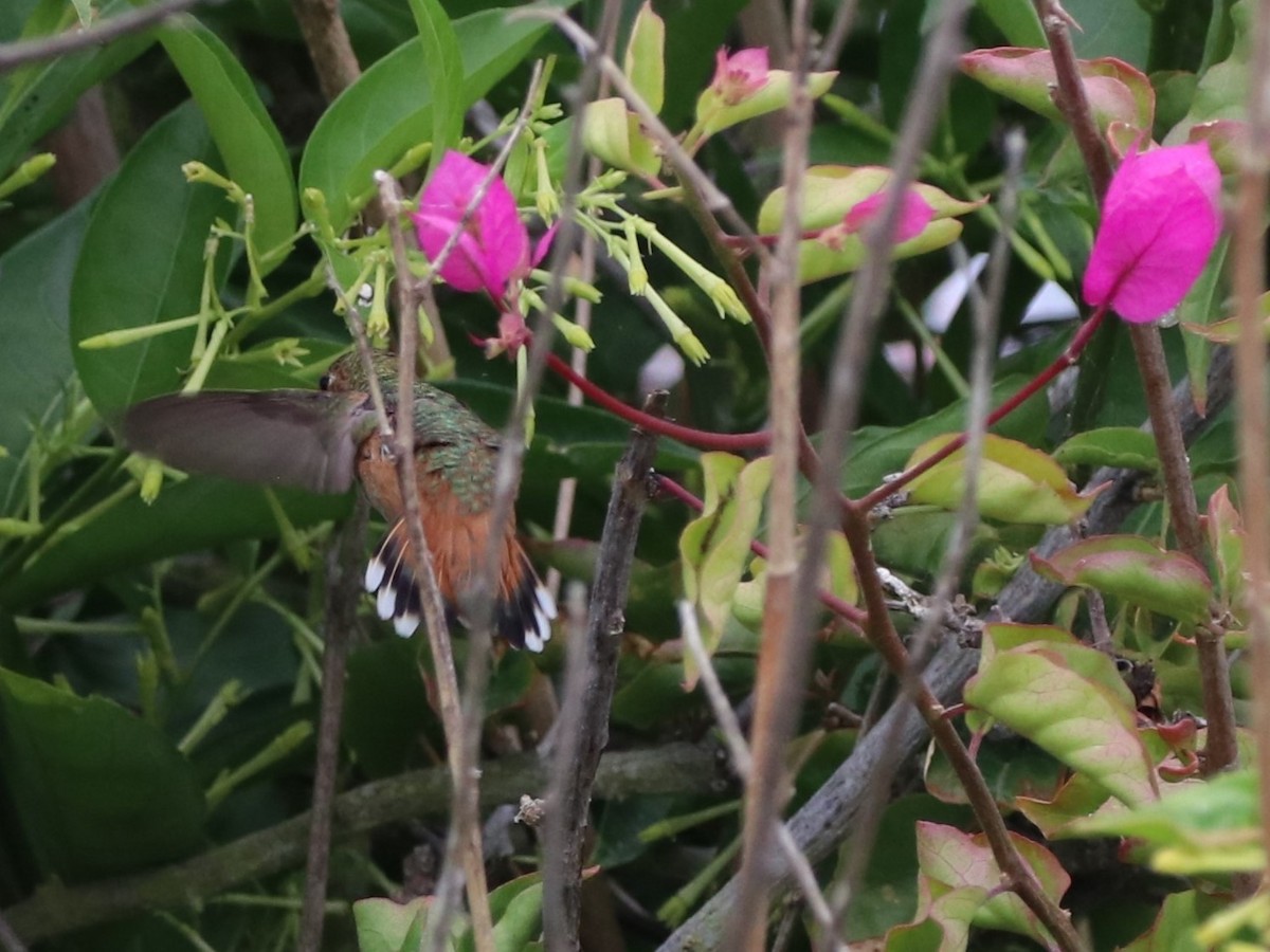 Allen's Hummingbird - Chris Overington