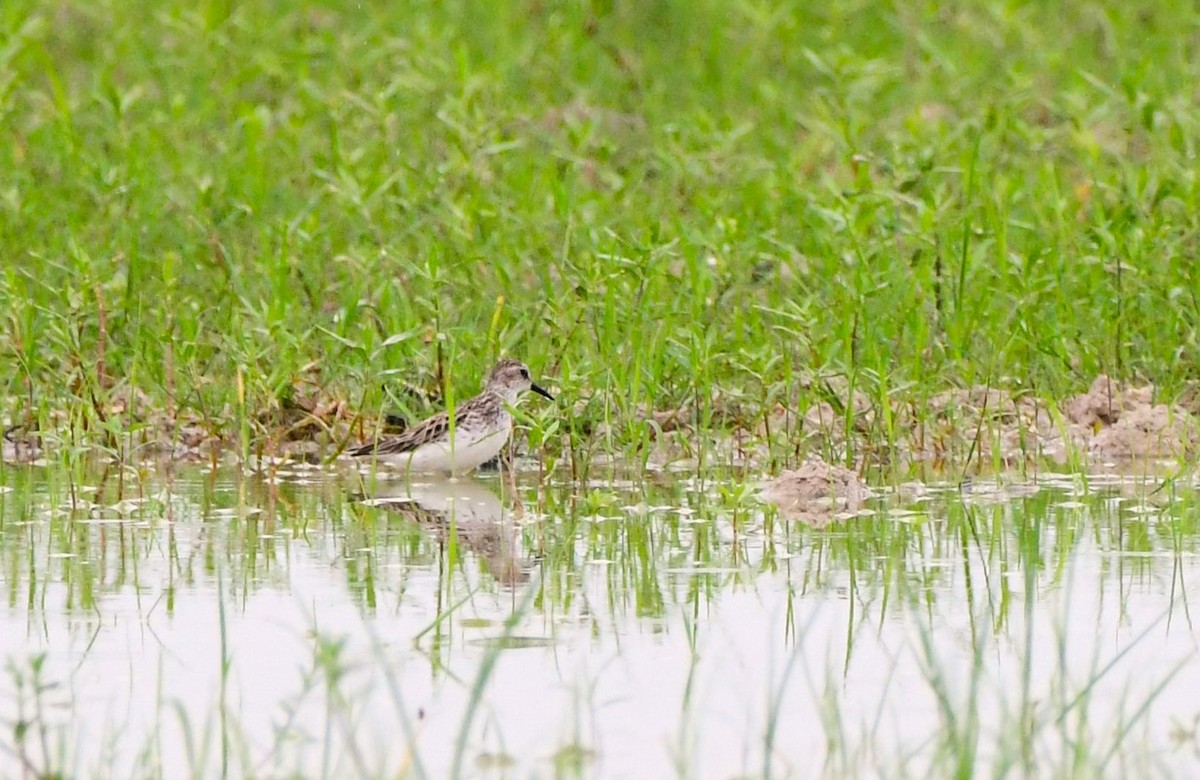 Semipalmated Sandpiper - ML620515691