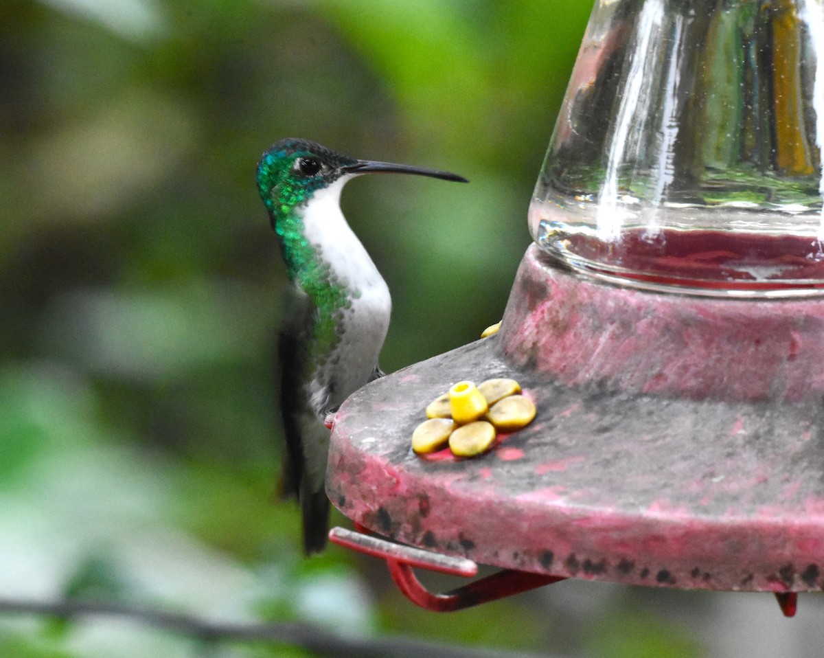 kolibřík andský - ML620515698