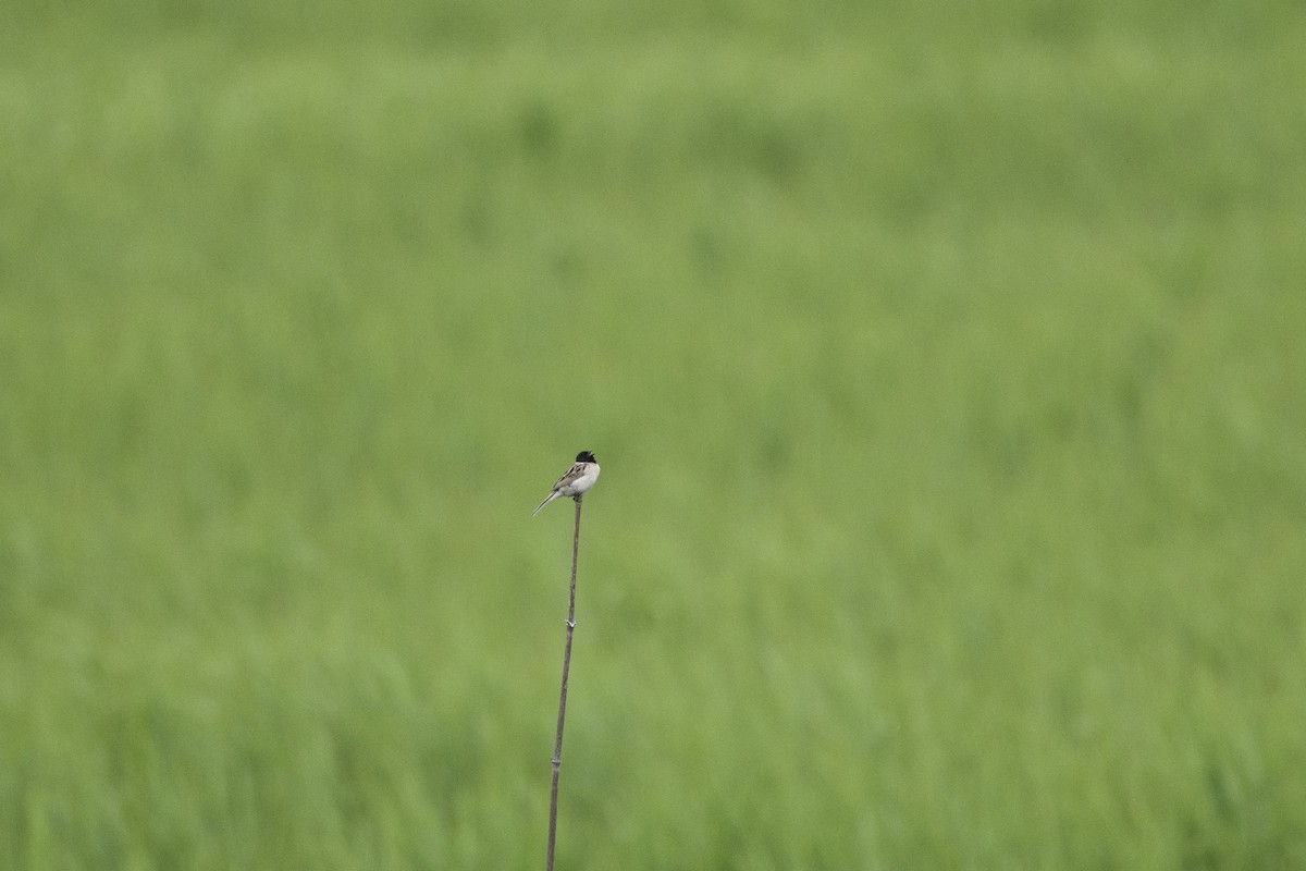 Ochre-rumped Bunting - ML620515699