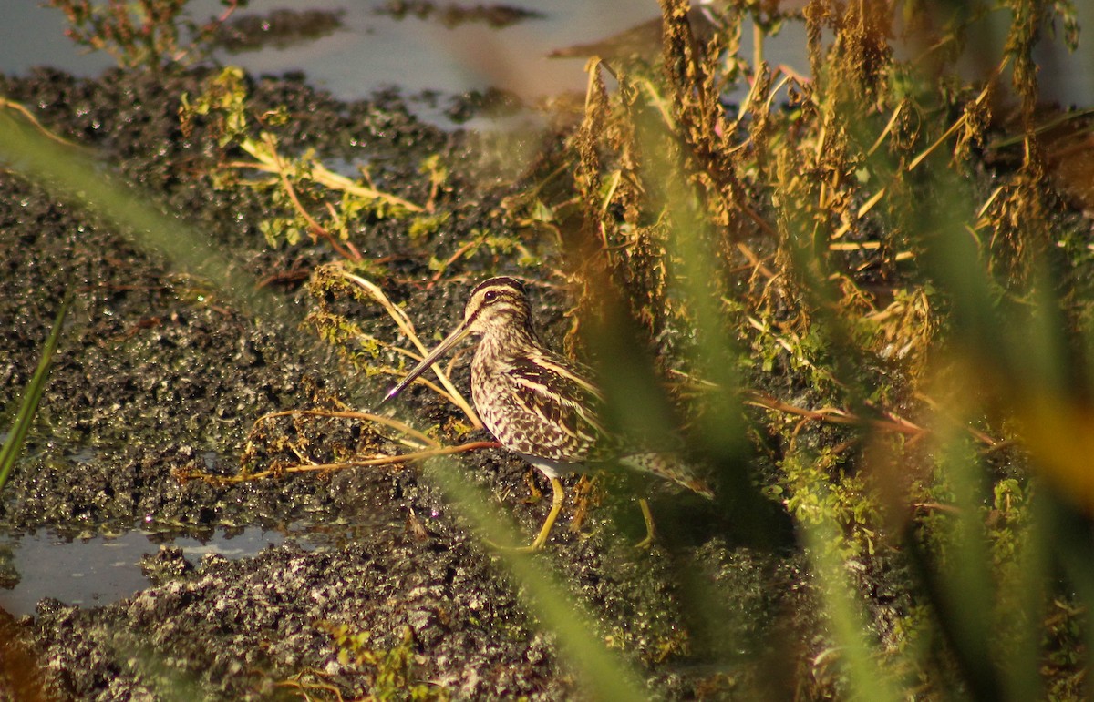 African Snipe - ML62051571