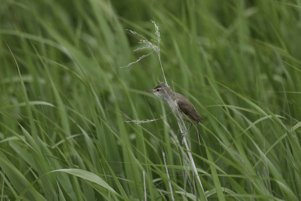 Oriental Reed Warbler - ML620515718