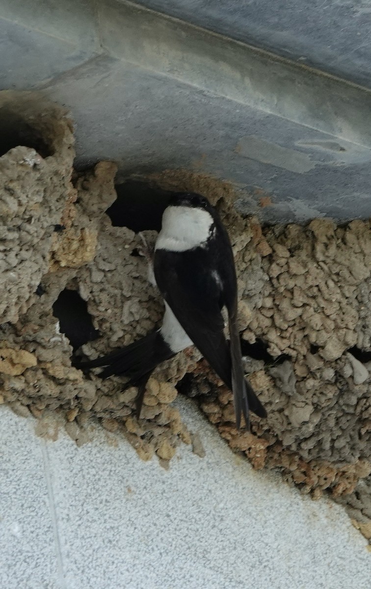 Western House-Martin - ML620515725