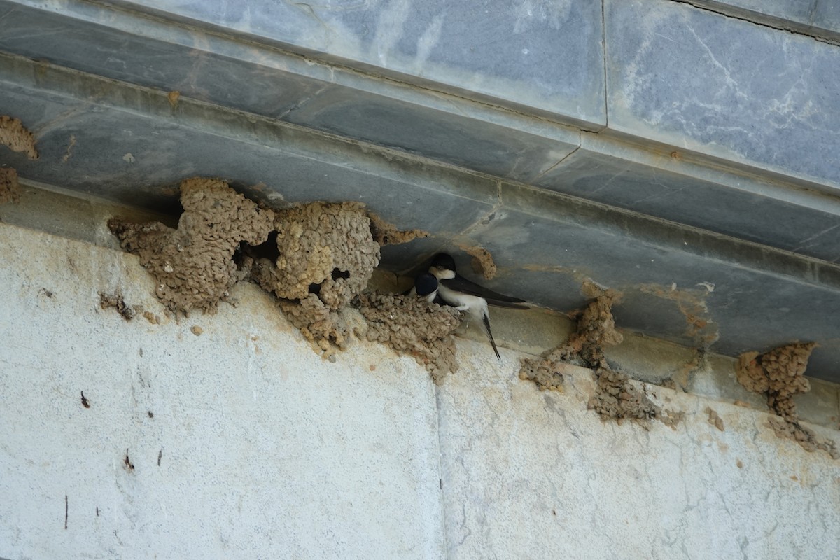 Western House-Martin - ML620515728