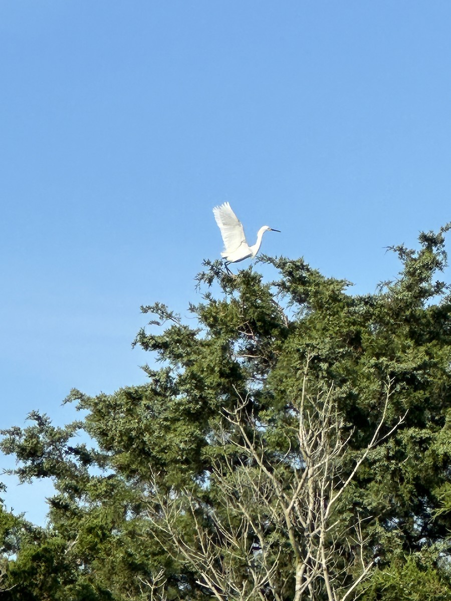 Snowy Egret - ML620515729