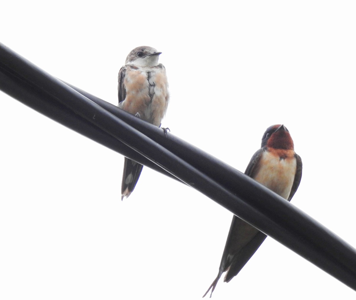 swallow sp. - ML620515731