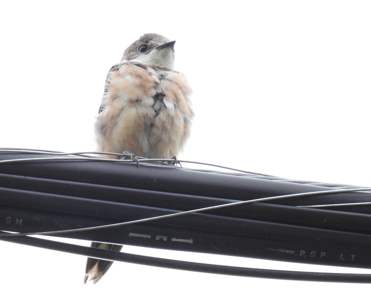 Barn Swallow - ML620515732