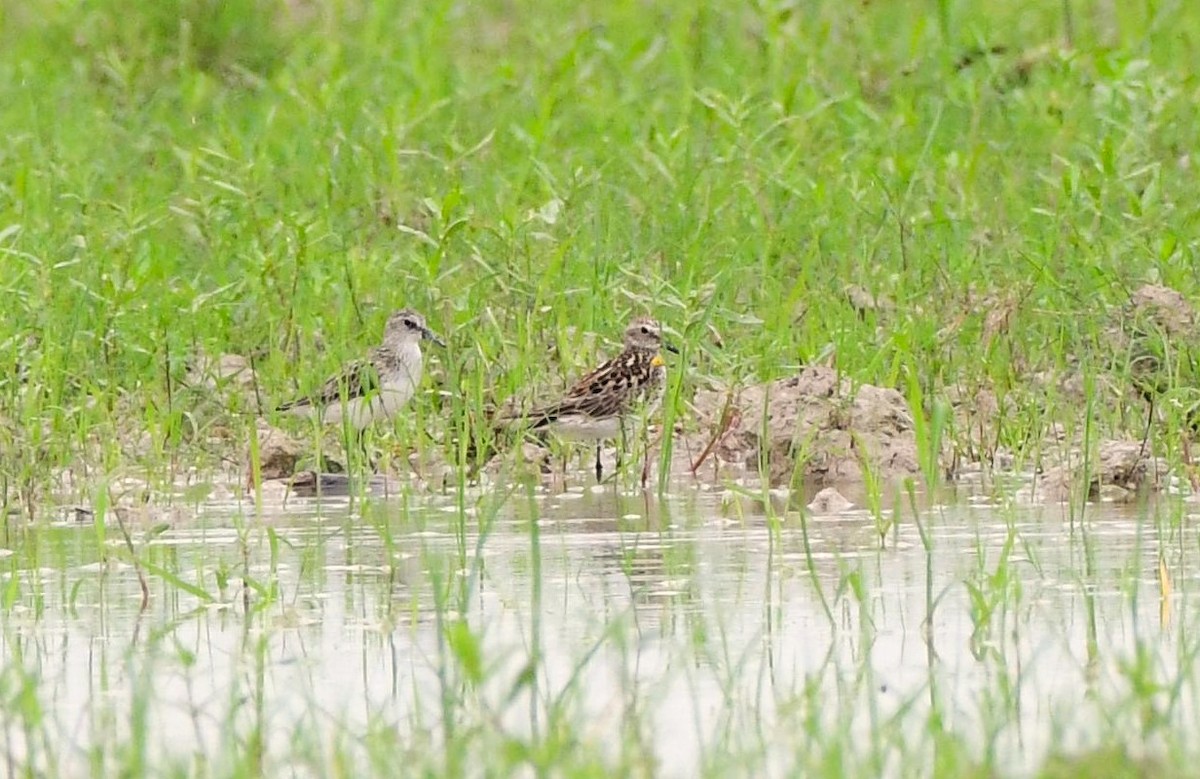 Semipalmated Sandpiper - ML620515733