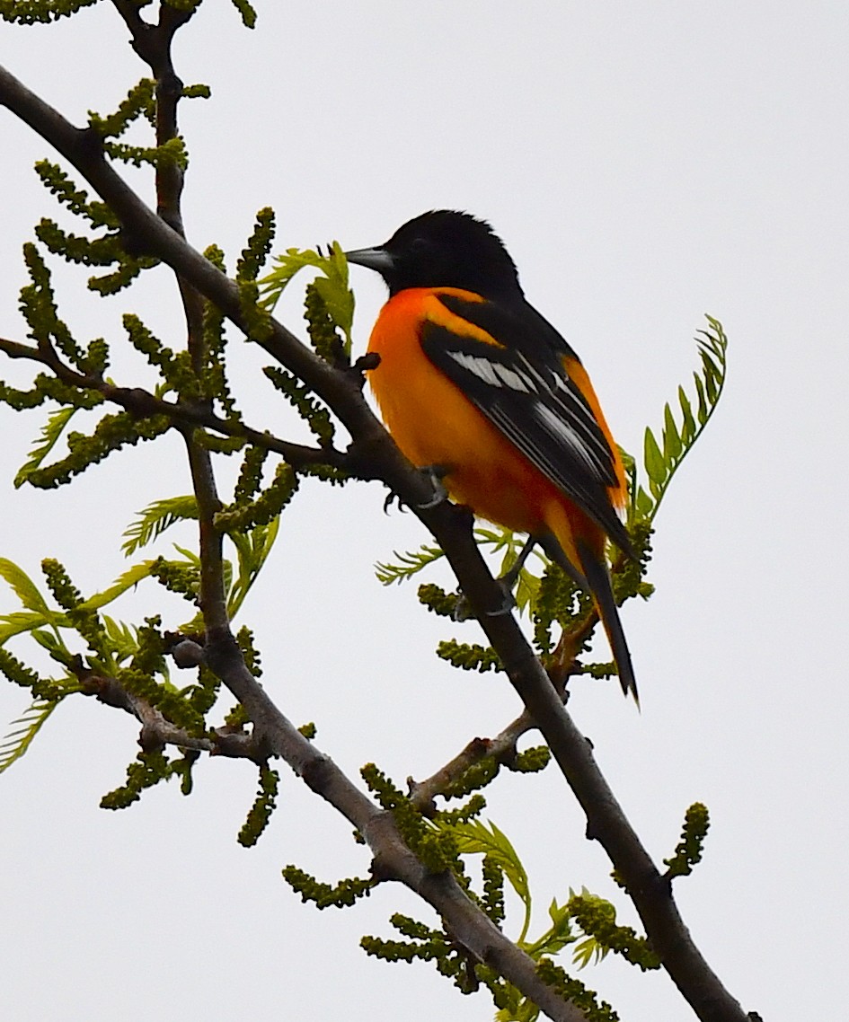 Baltimore Oriole - ML620515734