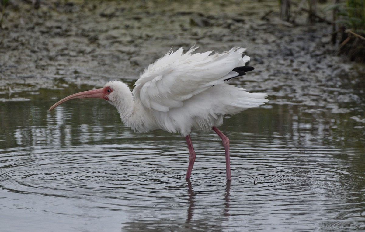 White Ibis - ML620515736