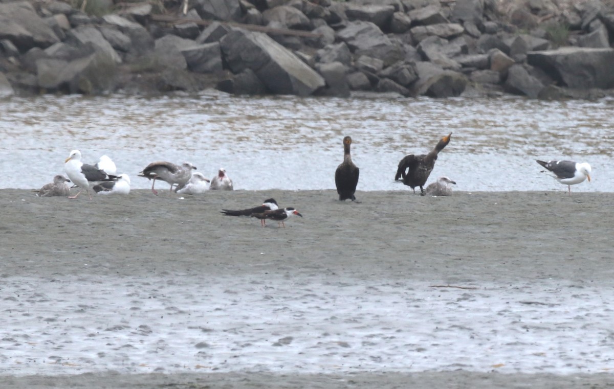 Black Skimmer - ML620515738