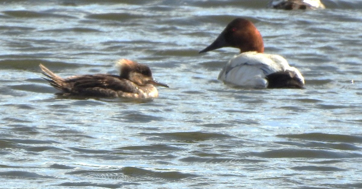 Canvasback - ML620515739