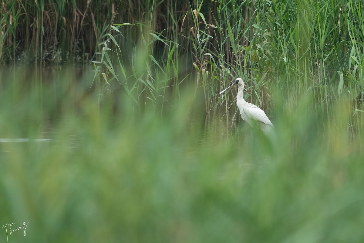 Black-faced Spoonbill - ML620515740