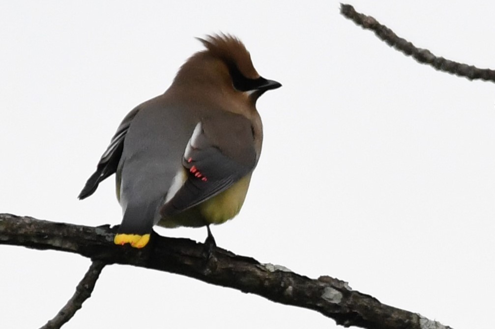 Cedar Waxwing - ML620515744