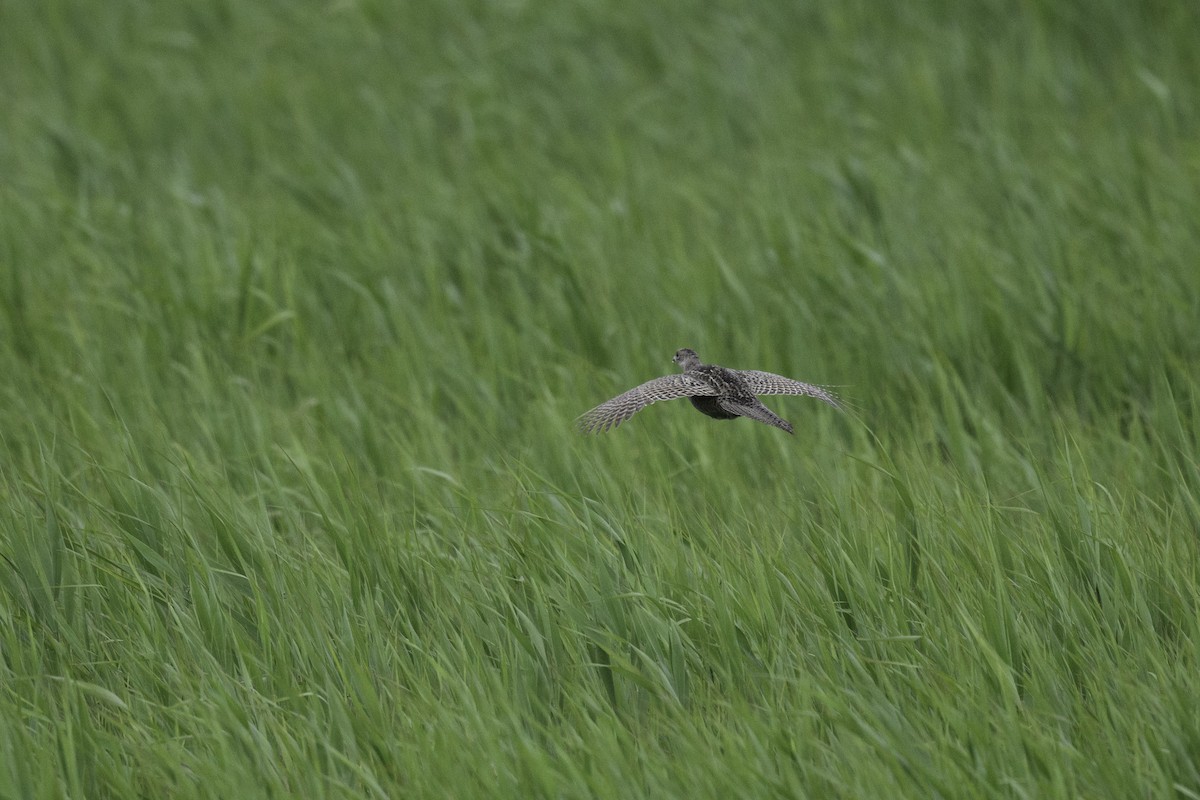 Green Pheasant - ML620515746