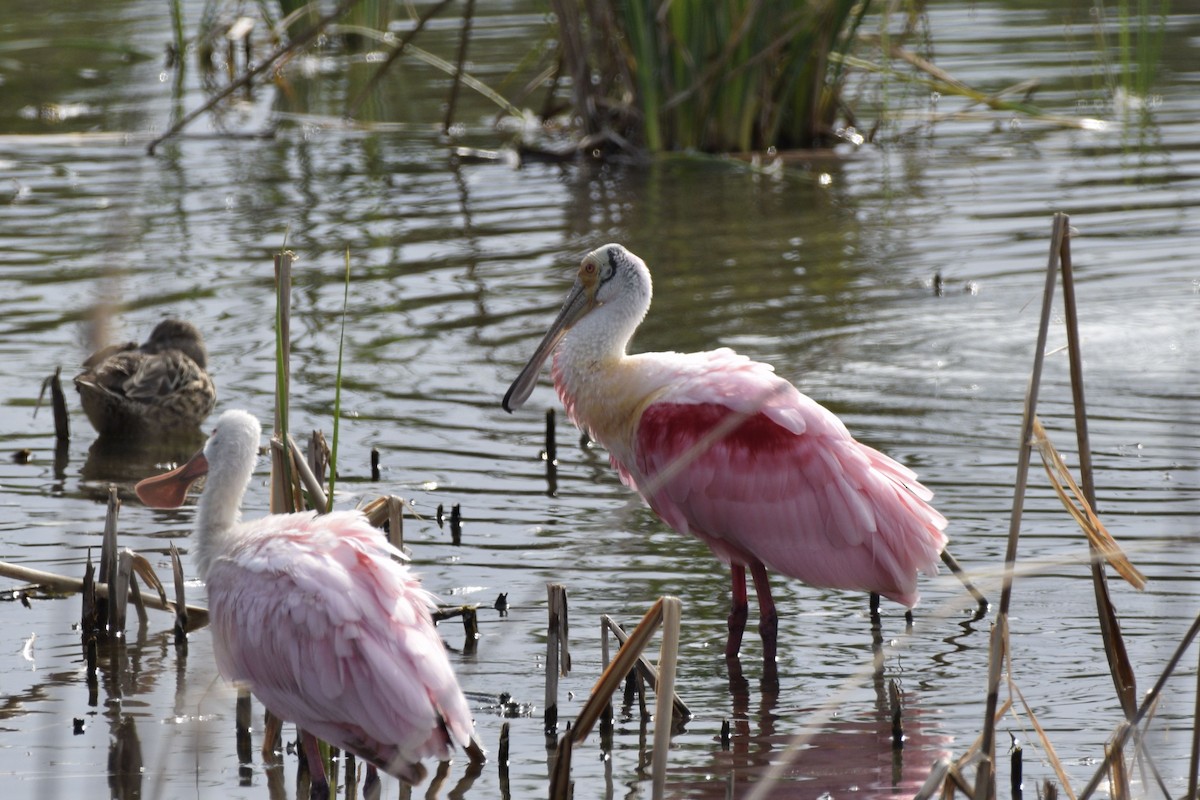 Roseate Spoonbill - ML620515748