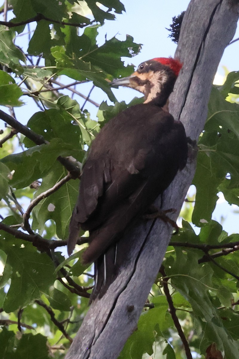Pileated Woodpecker - ML620515751
