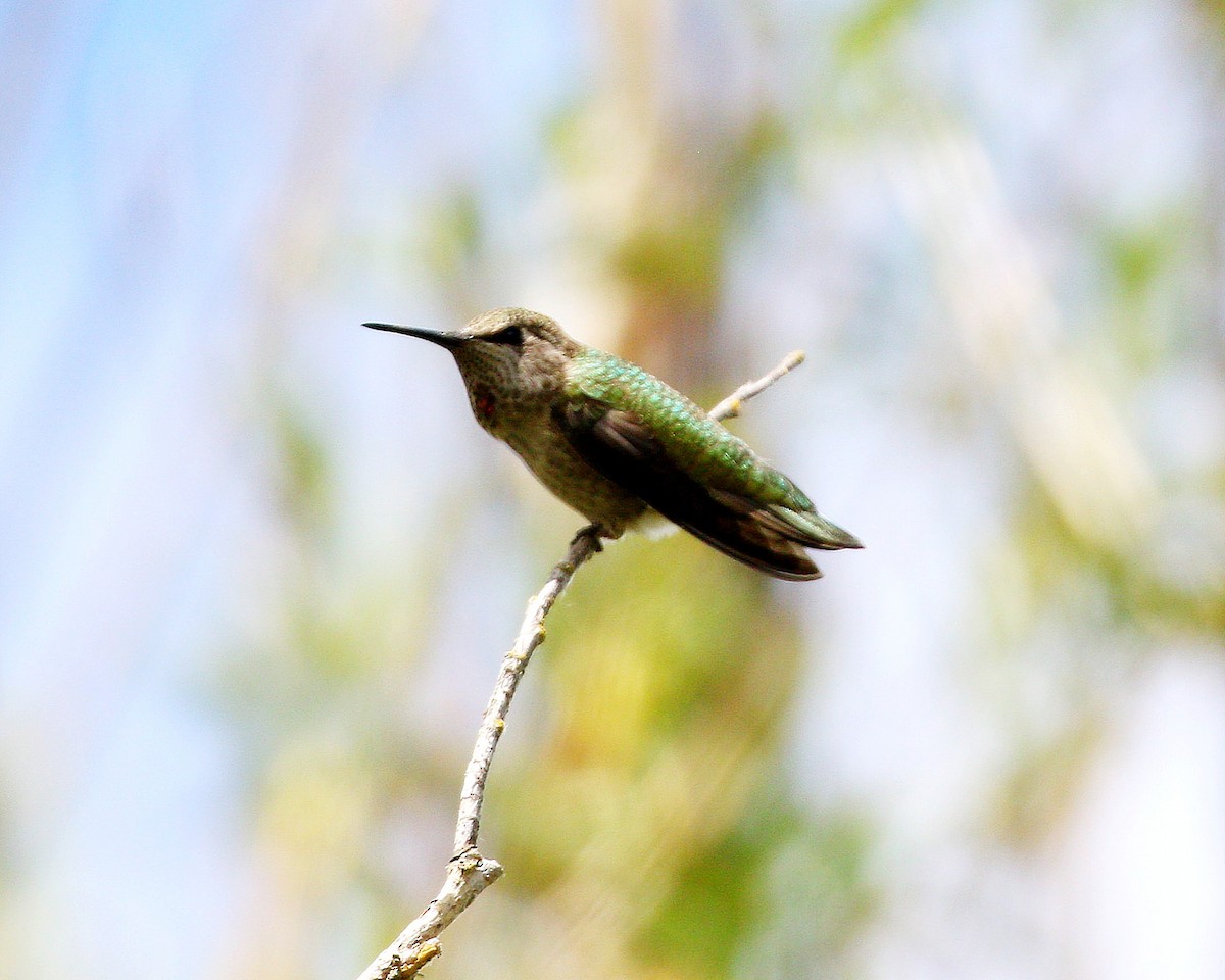 Anna's Hummingbird - ML620515752