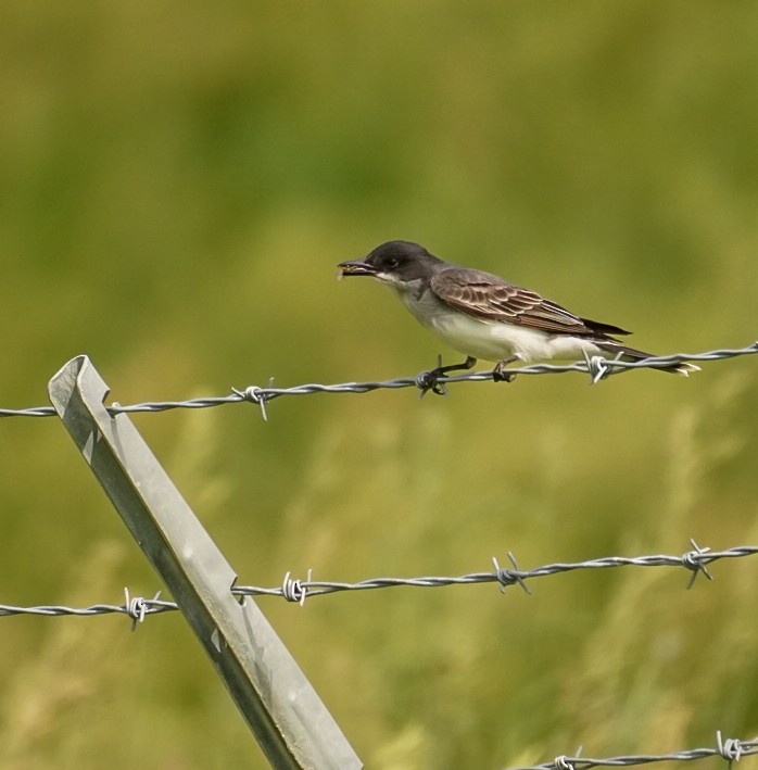 Eastern Kingbird - ML620515767