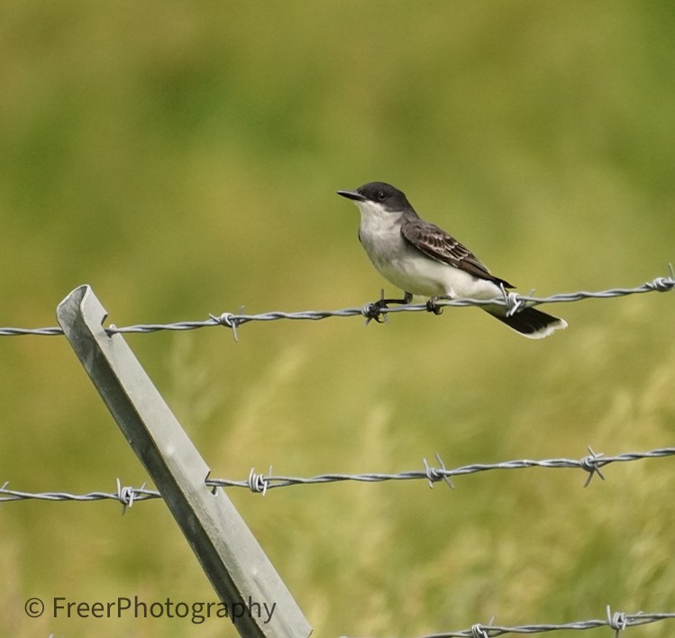 Eastern Kingbird - ML620515768